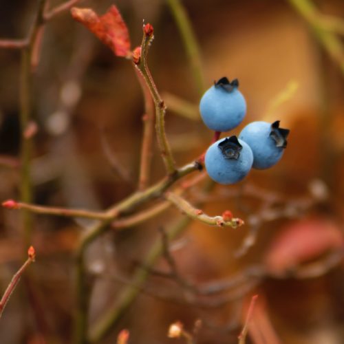 Personal Growth is a Process: From Buds to Blossoms to Berries 3