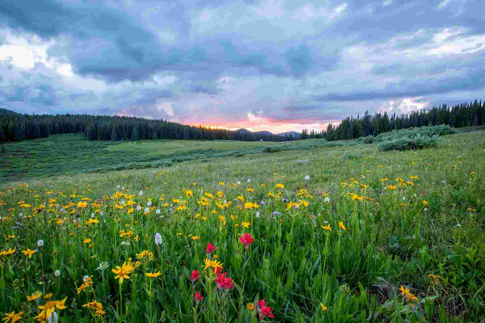 Spring Overwhelmed Feeling Depressed at the End of Winter? Tips for Welcoming Spring ...