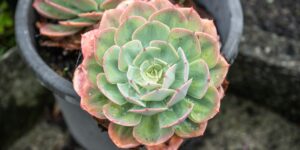 Avoiding Toxic Positivity in Grief 3