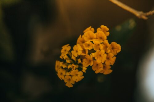 Christian Family Counseling During a Crisis